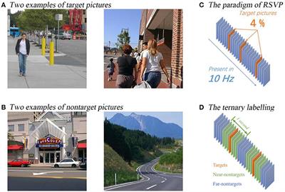 Target Detection Using Ternary Classification During a Rapid Serial Visual Presentation Task Using Magnetoencephalography Data